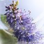 La Vie Est Belle Iris Absolu Eau de parfum