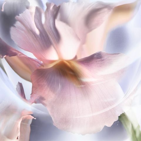 La Vie Est Belle Iris Absolu Eau de parfum