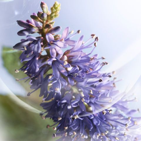 La Vie Est Belle Iris Absolu Eau de parfum